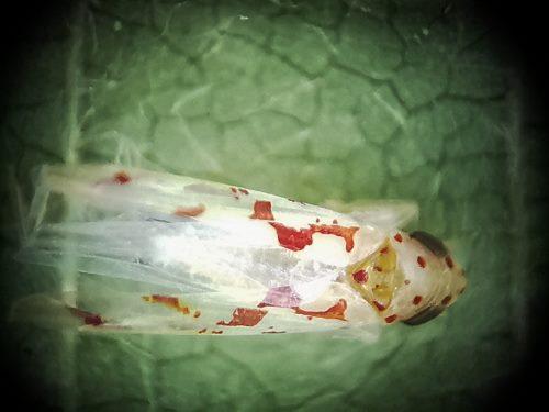 Zygina rorida
